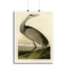 Whooping Crane by Audubon Canvas Print or Poster