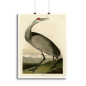 Whooping Crane by Audubon Canvas Print or Poster (type: Poster Print, size: 16" x 12" / 42cm x 30cm (approx))